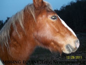MISSING EQUINE Troy, Near Homer City, PA, 15748